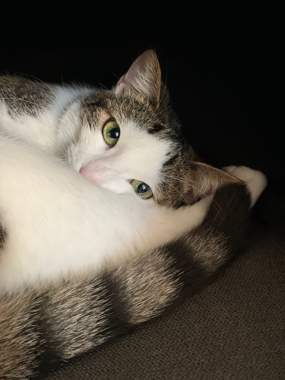 A cute picture of Nicola's cat: Milo